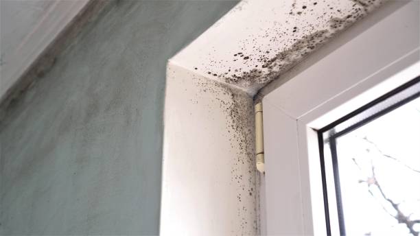 Best Mold Cleaning Services  in Fair Lakes, VA