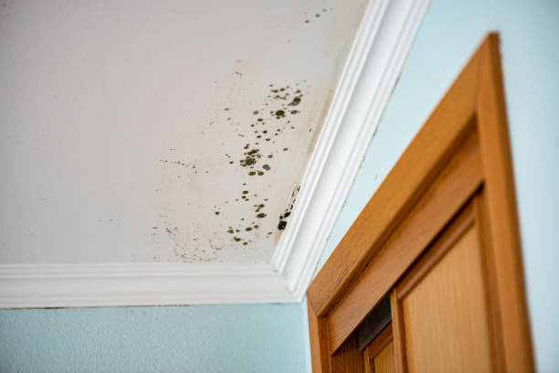 Best Mold Removal Company Near Me  in Fair Lakes, VA