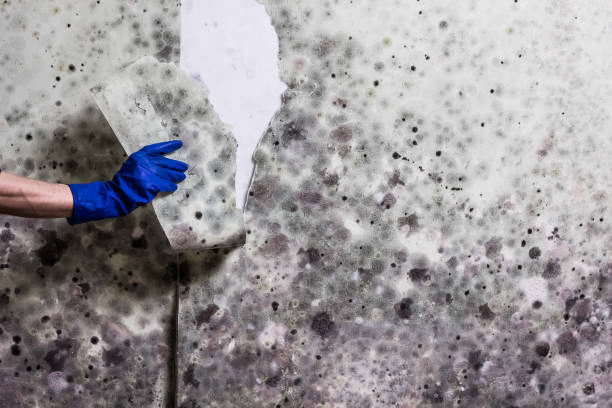 Best Crawl Space Mold Removal  in Fair Lakes, VA