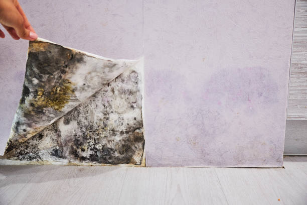 Best Mold Remediation  in Fair Lakes, VA